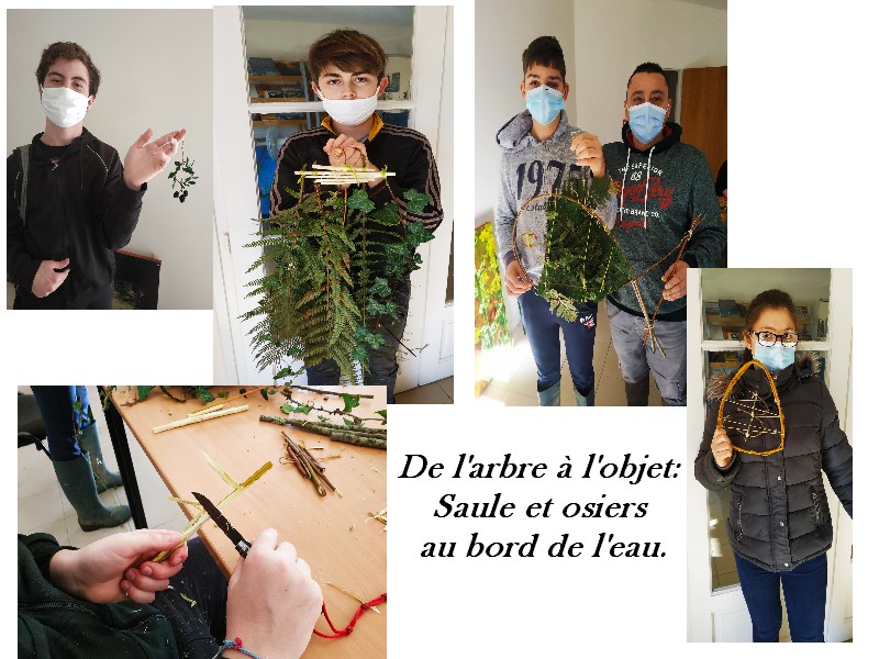 De l'arbre à l'objet saule et osier au bord de l'eau