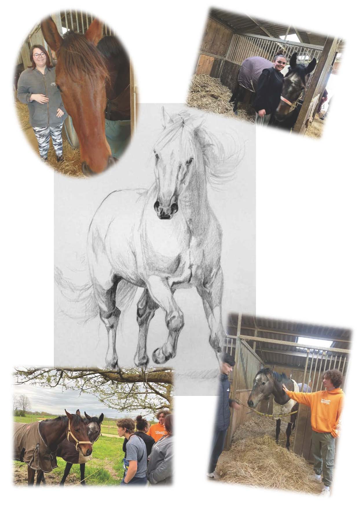 Visite d'un élevage de chevaux
